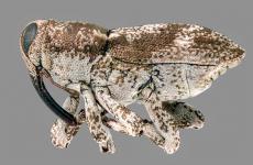 Cylindrocopturus furnissi. (Foto cortesía de Oregon Department of Agriculture.)