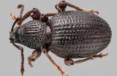 Otiorhynchus rugosostriatus adulto. (Foto cortesía de Oregon Department of Agriculture.)