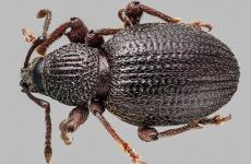 Photo of root weevil