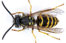 Vespula pensylvanica obrera. (Foto cortesía de Oregon Department of Agriculture.)