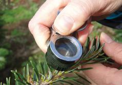 Identification using a hand lens. (Photo by Chal Landgren, OSU.)