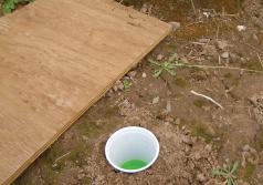 Setting a pitfall trap