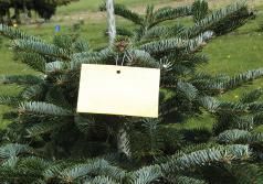 Tree tagged with sticky monitoring trap. (Photo by Chal Landgren, OSU.)