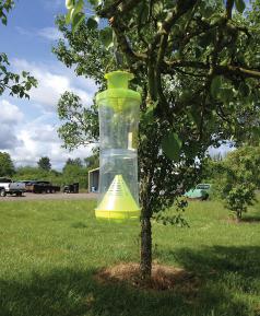 Yellowjacket attractant trap. (Photo courtesy of Oregon Department of Agriculture.)