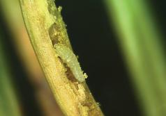 Larva de un mosquito de agujas de Douglas-fir en una aguja. (Foto por Tracey Olsen, Pennsylvania Dept. Agriculture.) 