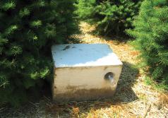 Douglas-fir needle midge trap. (Photo by Chal Landgren, OSU.)