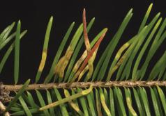 Agujas infestadas con larvas del mosquito de agujas de Douglas-fir. (Foto por Tracey Olsen, Pennsylvania Dept. Agriculture.)