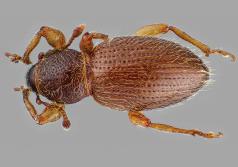 Juniper root weevil (Barypeithes pellucidus) adult. (Photo courtesy of Oregon Department of Agriculture.)