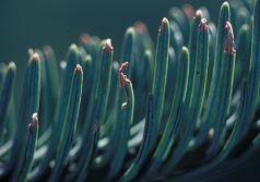 Root weevil notching on fir needles. (Photo by Chal Landgren, OSU.)