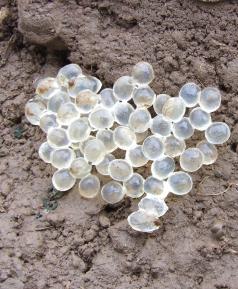 Slug eggs. (Photo by Judy Kowalski, OSU.)