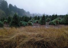 Trees lying on the ground have a higher potential of acquiring slugs. (Photo courtesy of Oregon Department of Agriculture.)