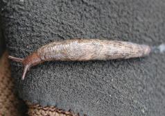 Grey field slug (Derocerus reticulatum). (Photo by Robin Rosetta, OSU.)