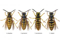 V. atropilosa, V. germanica, V. pensylvanica, V. vulgaris. (Foto cortesía de Oregon Department of Agriculture.)
