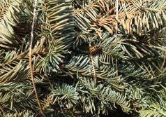 Yellowjackets often seek shelter on baled trees at harvest. (Photo courtesy of Oregon Department of Agriculture.)