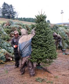 Christmas tree photo
