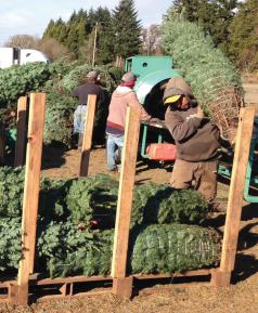 Bundled trees stored overnight on pallets. (Photo courtesy of Oregon Department of Agriculture.)