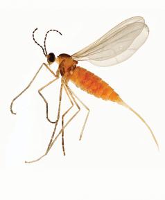 (Foto cortesía de Oregon Department of Agriculture.)