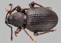 Photo of root weevil