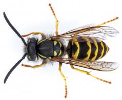 Vespula pensylvanica obrera. (Foto cortesía de Oregon Department of Agriculture.)